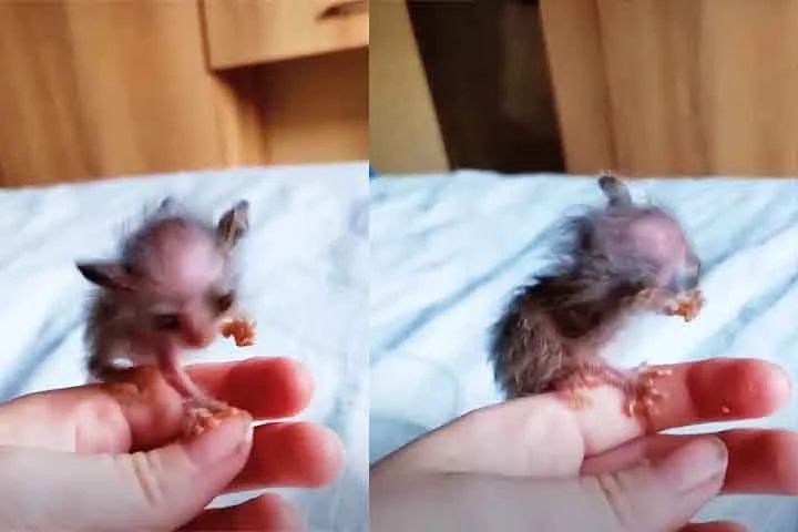 Reconhecendo a urgência da situação, ele contatou o Johannesburg Wildlife Veterinary Hospital, centro especializado em cuidados para animais selvagens.  A equipe do hospital, então, se mobilizou para resgatar o pequeno ser e garantir que ele recebesse o tratamento necessário. Reprodução: Flipar