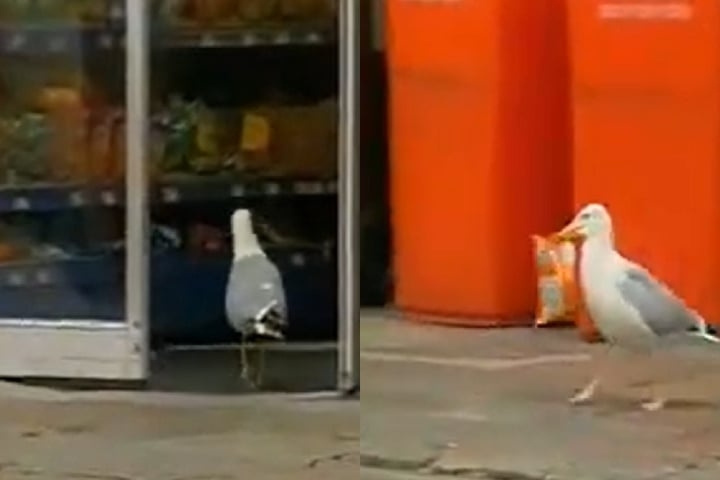Curiosamente, em 2007, na mesma cidade, uma gaivota apelidada de Sam ficou famosa por sempre roubar pacotes de Doritos. Reprodução: Flipar