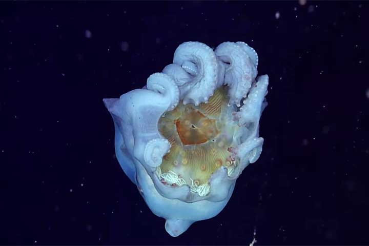 Apesar do nome sugestivo, o polvo-bolha tem oito tentáculos e não apenas sete. Reprodução: Flipar