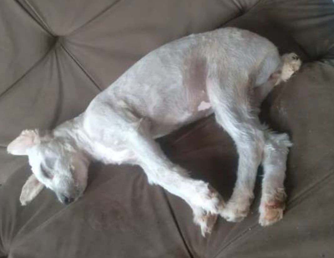 Uma cachorra estava dentro. Magrinha, desnutrida e fraca.   O caso surpreendente foi divulgado recentemente pela Frente de Ação pelos Direitos Animais (Frada), no Instagram.  Reprodução: Flipar