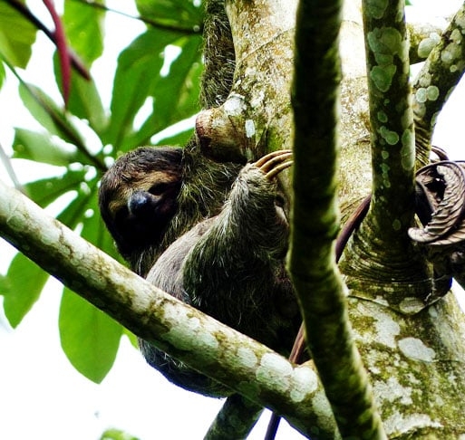 Algumas espécies de bicho-preguiça estão ameaçadas devido à destruição de seu habitat natural e à caça. Organizações de conservação estão trabalhando para proteger esses animais e seu ambiente. Reprodução: Flipar