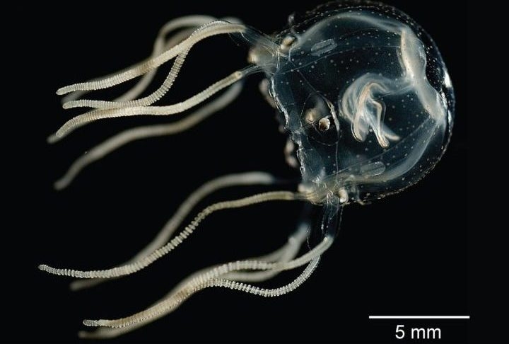 Os olhos maiores têm capacidade de formar imagens, enquanto os menores são sensíveis à luz — uma combinação que contribui para sua navegação precisa em águas costeiras rasas. Reprodução: Flipar