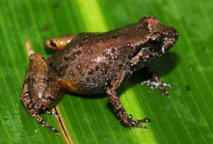 Uma curiosidade é que o sapo-fedorento (Aromobates nocturnus) permaneceu desconhecido pela ciência até ser identificado em 1991, na Venezuela.  Reprodução: Flipar