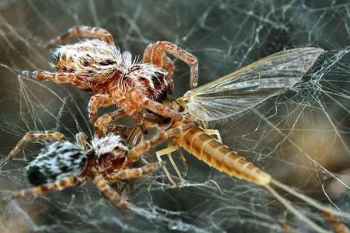 As aranhas caçam juntas, capturando presas que seriam muito grandes para uma aranha solitária.  Reprodução: Flipar