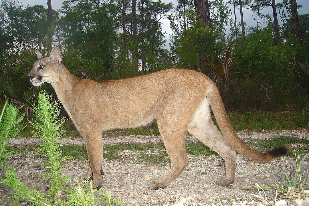 A onça-parda pode medir até 1,55 metro sem a cauda e pesar até 72 quilos, com porte semelhante ao do leopardo.  Reprodução: Flipar