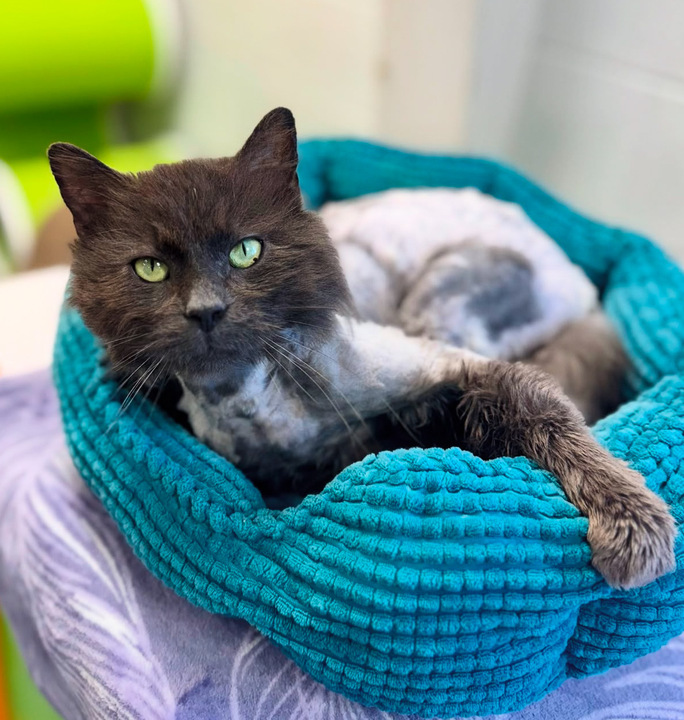 Buddy, também conhecido como Snack Wrap. Foto: Reprodução: Instagram/@lenaweehumanesociety