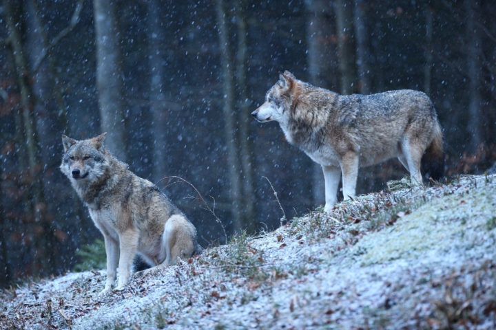 Alvos da pesquisa, os lobos são canídeos selvagens que pertencem ao gênero Canis, junto com coiotes, chacais e cães. São animais sociais que vivem em alcateias, grupos familiares liderados por um macho e uma fêmea alfa.  Reprodução: Flipar