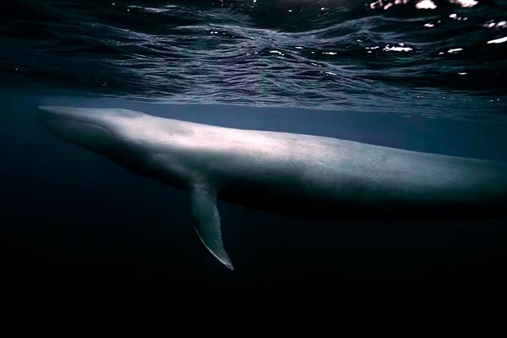 Além dos tubarões, o fotógrafo também já capturou baleias-azuis — maior animal do mundo —, conhecidas por serem tímidas.  Reprodução: Flipar