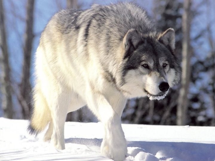 Os lobos foram caçados intensivamente no passado, o que levou à redução de suas populações em várias regiões. Hoje, eles são protegidos por leis em muitos lugares, e programas de reintrodução têm ajudado a recuperar suas populações em áreas onde estavam extintos. Reprodução: Flipar