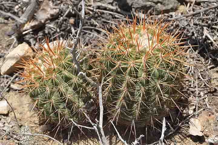 As espécies de Opuntia têm cerdas finas e farpadas chamadas glochids. Eles se desprendem facilmente e podem se soltar na caixa durante o transporte dessas plantas. Reprodução: Flipar
