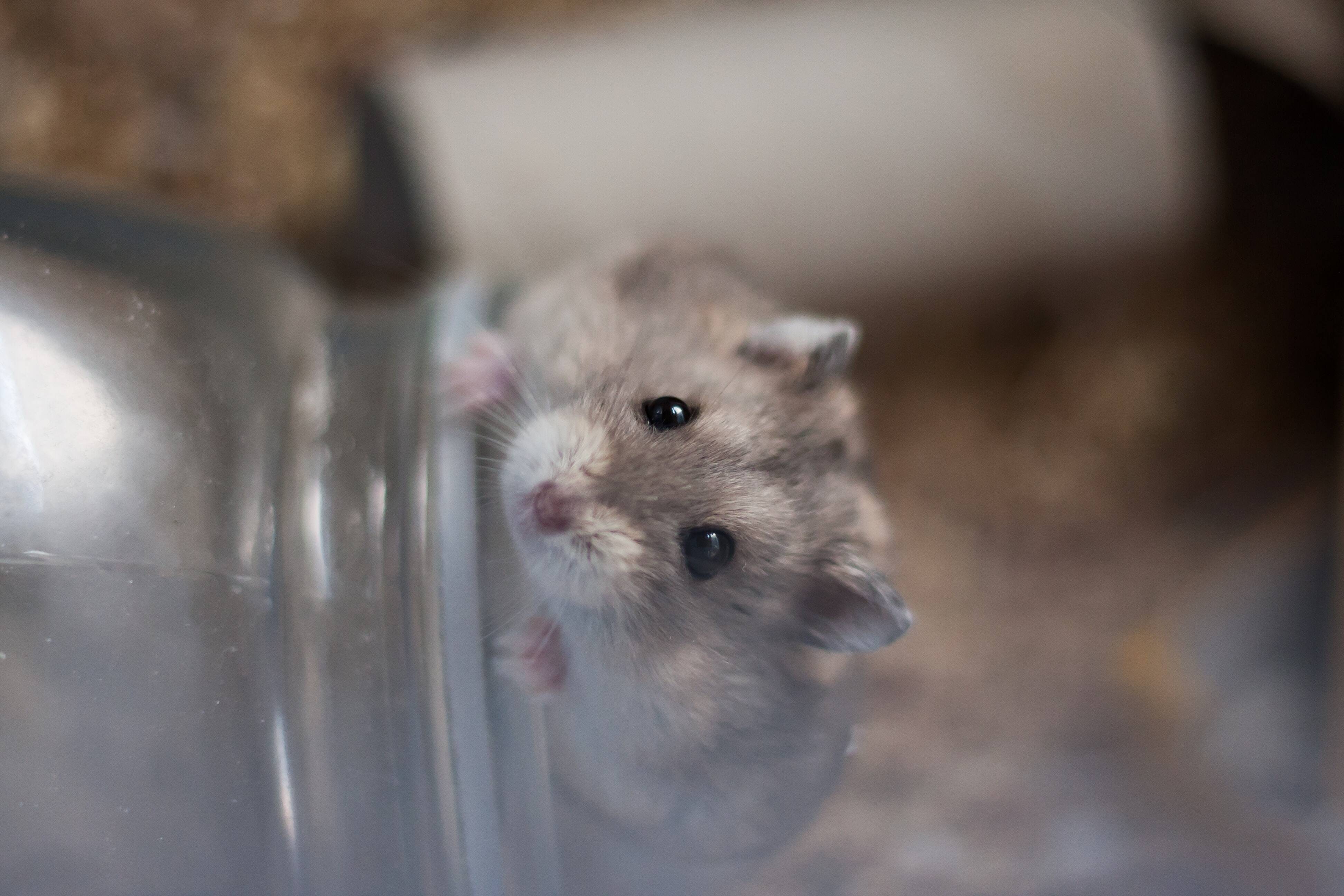 hamster. Foto: Unsplash