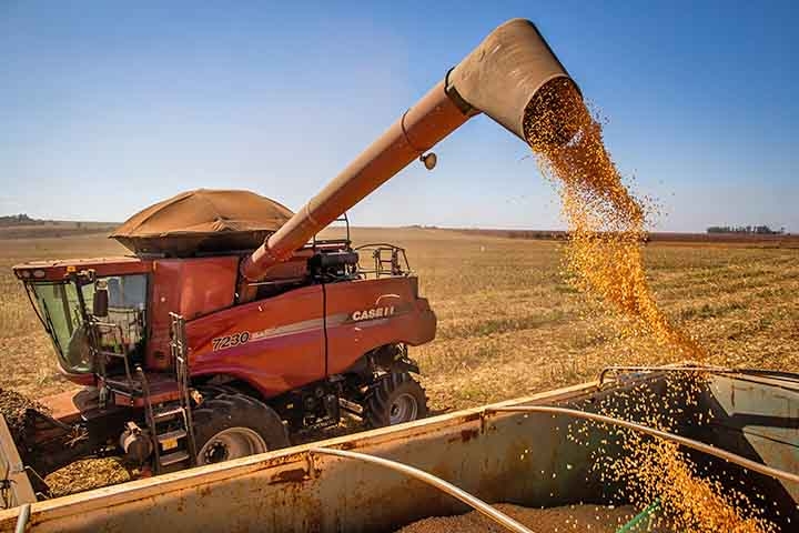 Ao longo das últimas cinco décadas, a cultura do milho passou por uma verdadeira revolução no Brasil. Considerando o período a partir de 1976/1977, houve um crescimento de 83% da área plantada e de 484% da produção.  Reprodução: Flipar