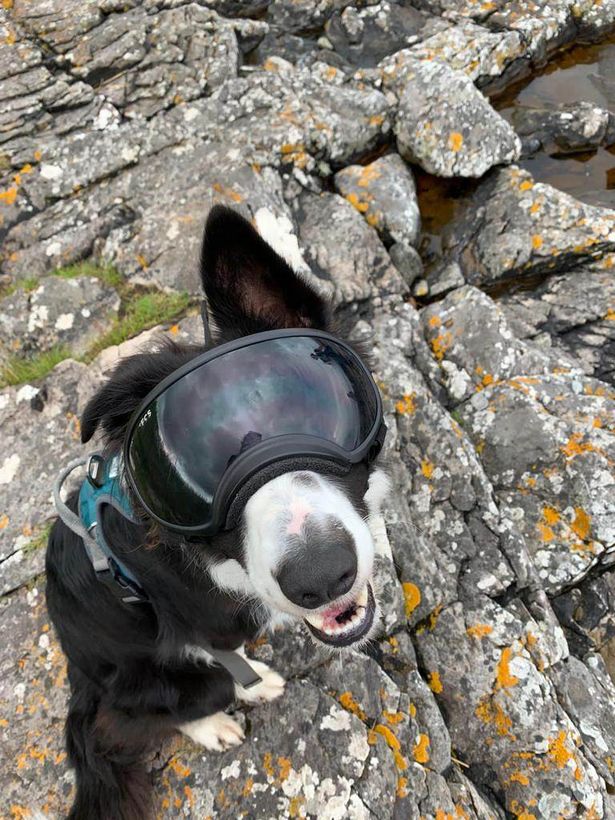 Border Collie Gus, recebeu uma nova chance de vida, com seus novos óculos de cachorro, depois que ele foi diagnosticado com a rara doença ocular chamada Pannus. . Foto: Reprodução/Arquivo pessoal