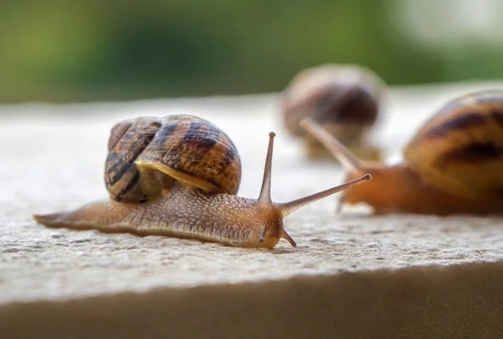 Mas afinal, você sabe qual são as diferenças entre caramujos e caracóis? Confira a seguir! Reprodução: Flipar