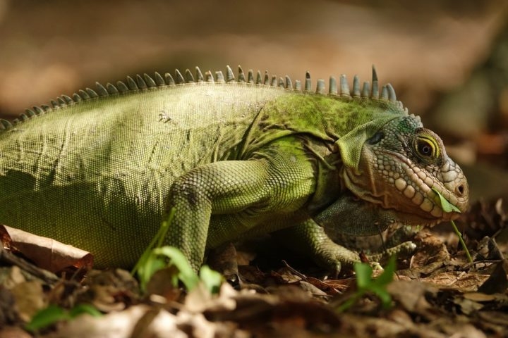 Vendidas como animais de estimação, elas são frequentemente abandonadas quando crescem — os machos podem atingir até 2 metros e 5 kg, e as fêmeas chegam a colocar até 80 ovos por vez. Reprodução: Flipar