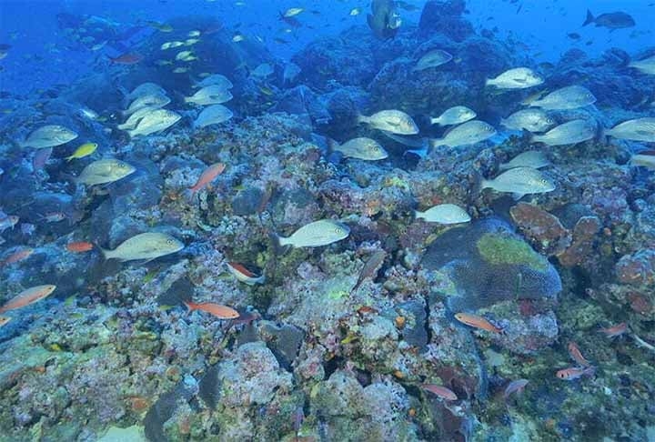 A região abriga uma variedade incomparável de vida marinha, tornando-a um paraíso para mergulhadores e amantes da natureza. São mais de 1.200 espécies de peixes, incluindo os coloridos peixes-palhaço e peixe-anjo, além de tartarugas marinhas, golfinhos, dugongos e tubarões Reprodução: Flipar