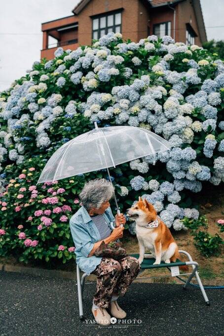 Relação de idosa com cachorro da raça shiba inu é única . Foto: Reprodução Twitter/ Yasuto Photo