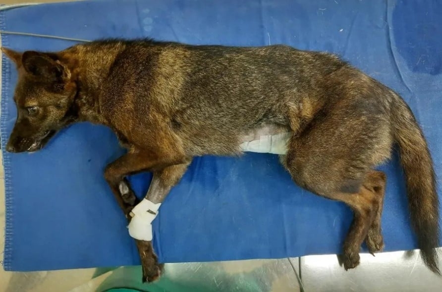 Ao transferir o animal para um espaço de espécies domésticas começou o mistério que intrigou os especialistas da UFRGS. Reprodução: Flipar