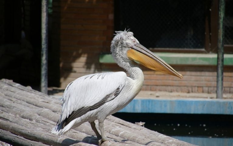 O albatroz errante habita oceanos do hemisfério sul, voando longas distâncias sobre o mar. Alimenta-se de peixes, lulas e restos de animais marinhos. Pode viver até 60 anos.
 Reprodução: Flipar