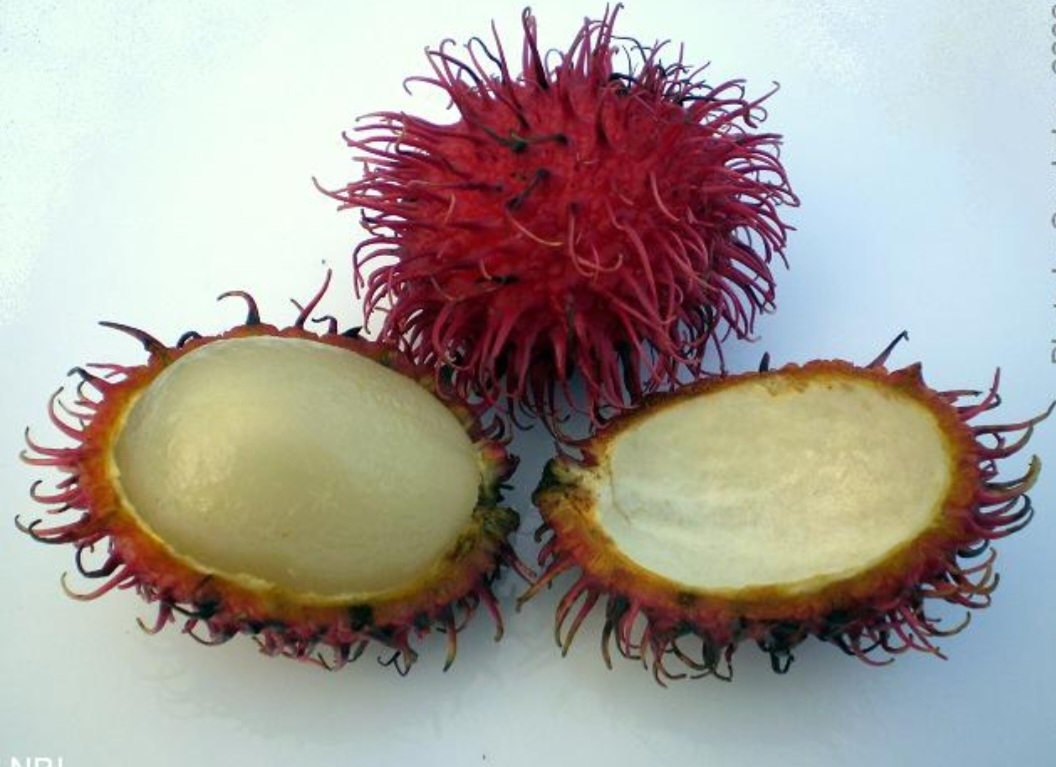 Rambutão (Nephelium lappaceum) -  Fruta tropical da mesma família da lichia e do longan. Nativa do Sudeste Asiático, especificamente de regiões como a Malásia, a Indonésia, as Filipinas e a Tailândia. Reprodução: Flipar