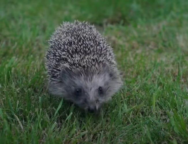 Ouriço - Um animal muito inteligente na hora que está buscando sobreviver e fugir de predadores. Além de conseguir diminuir de tamanho e ficar imóvel por muito tempo, ele procura ambientes que são semelhantes aos seus espinhos.  Reprodução: Flipar