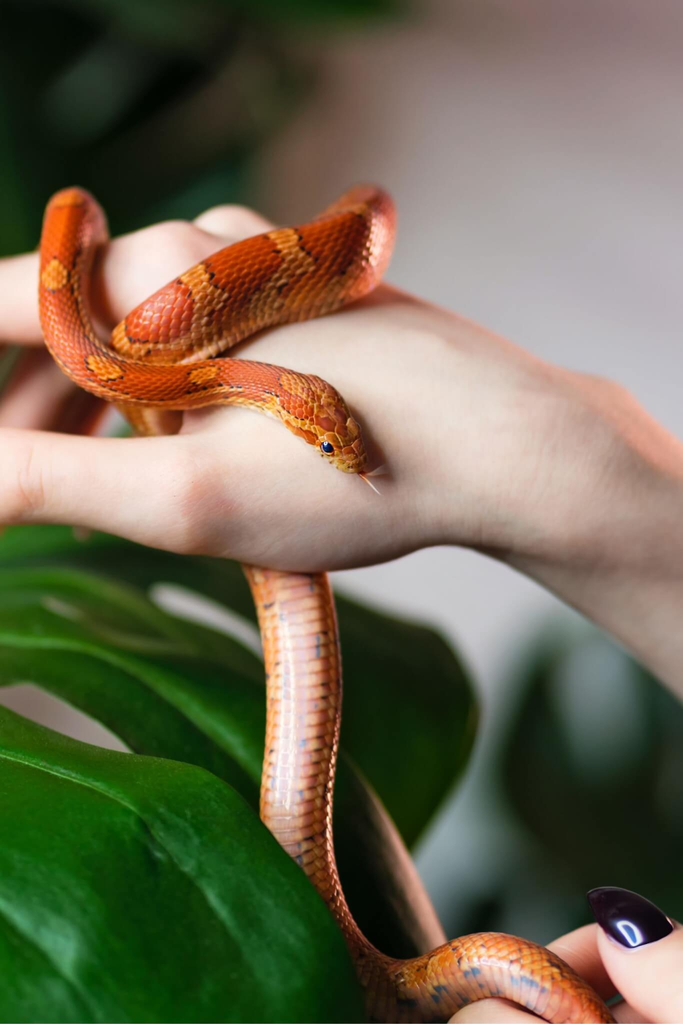 4. Cobra O Ibama autoriza a posse apenas de espécies não-peçonhentas. Algumas podem medir mais de 10 metros, outras não passam de 25 cm. São carnívoras e precisam viver em condições ideais de temperatura e umidade. Reprodução: EdiCase