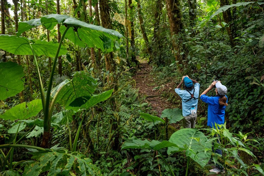 5- Parque Nacional La Amistad é a escolha para quem gosta de admirar a natureza: Com a maior parte da terra coberta por florestas tropicais abrangendo a paisagem montanhosa acidentada, o Parque Nacional La Amistad é o lar de uma incrível variedade de espécies, incluindo mais de 10 mil plantas com flores, 215 espécies de mamíferos, 600 espécies de aves, 250 espécies de répteis e anfíbios e 115 espécies de peixes de água doce foram documentadas. Divulgação / Promtur Panamá