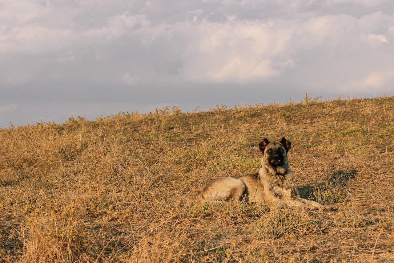 Por ter um porte grande, o Kangal é adequado para a vida na fazenda. Foto: Sami Aksu/Pexels