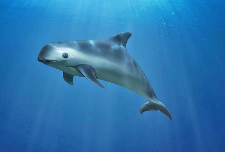 As vaquitas - menores mamíferos marinhos do mundo -  estão correndo sério risco de desaparecer para sempre. Em 2023, Comissão Baleeira Internacional (CBI) emitiu um alerta de extinção, sendo o primeiro em seus 70 anos de existência Reprodução: Flipar