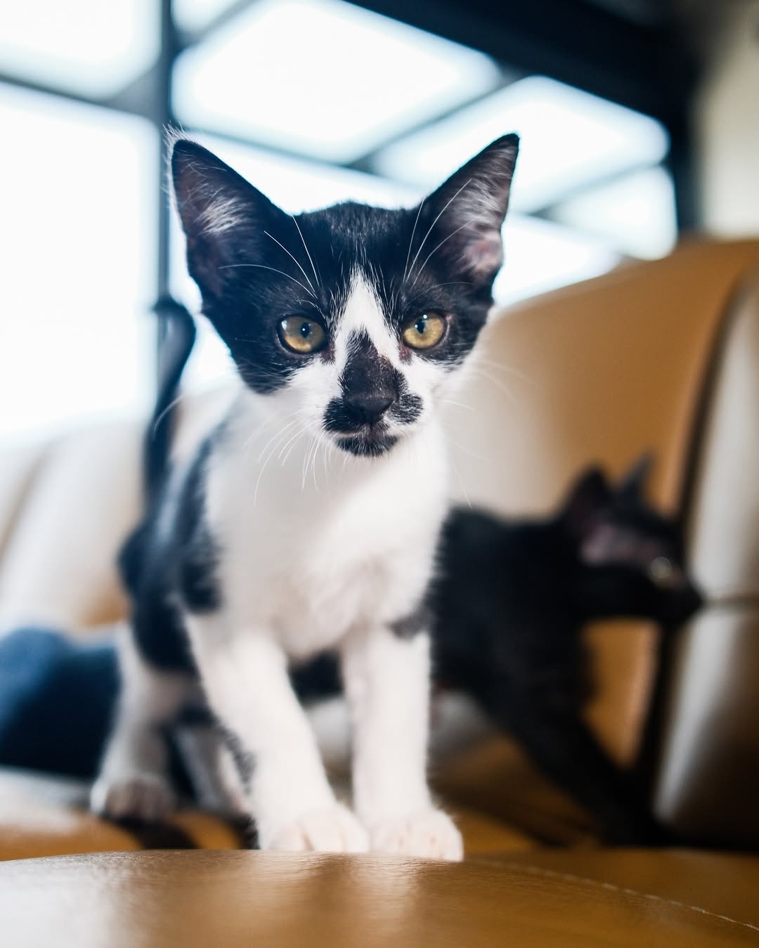 Paolla Oliveira mosra gato bicolor. Foto: Reprodução Instagram @paollaoliveirareal - 27.5.2025