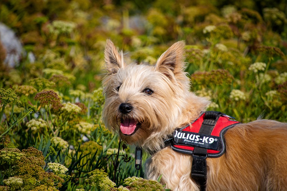 Cairn Terrier. Foto: Freddy/Pixabay