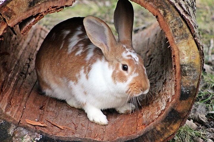 Em algumas culturas indígenas americanas, os coelhos são personagens importantes em histórias tradicionais, muitas vezes representando esperteza e astúcia. Reprodução: Flipar