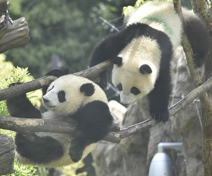 Os mamíferos, ambos de três anos, são naturais da província de Sichuan, na China. Eles viajaram da Ásia para a capital americana em gaiolas individuais em avião de carga. 


 Reprodução: Flipar