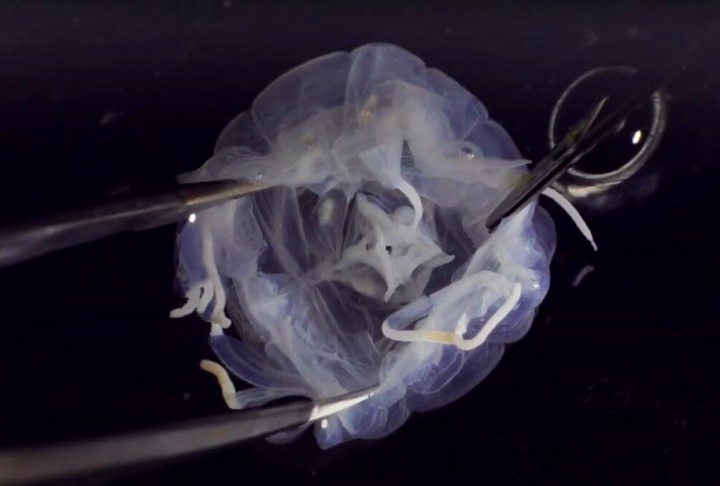 O achado foi resultado de um trabalho sistemático realizado ao longo de três anos em tanques de camarões de água salobra da região.  Reprodução: Flipar