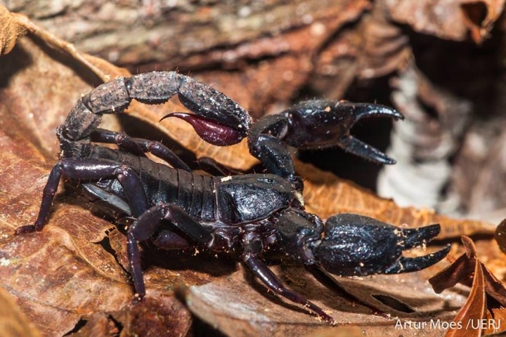 O veneno do Brotheas amazonicus é considerado de baixa toxicidade para pessoas, sendo utilizado primariamente para paralisar e capturar presas pequenas, como insetos. Reprodução: Flipar