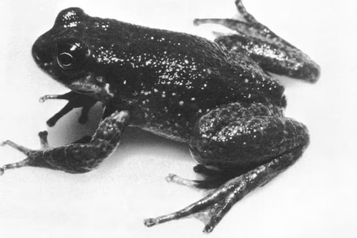 Sapo-fedorento: O nome já entrega. Quando se sente ameaçado, esse pequeno anfíbio libera um cheiro na pele composto pela mesma substância encontrada no líquido fétido liberado pelos gambás. Reprodução: Flipar