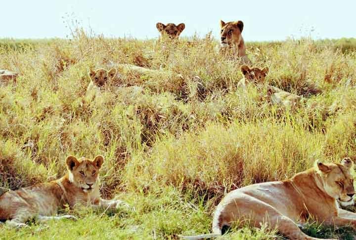 4º - Serengeti Natinal Park ( Tanzânia ) - 7.37 - É um parque nacional de grandes dimensões (cerca de 40000km²) no norte da Tanzânia e sudoeste do Quênia, na África Oriental. Famoso pelas migrações anuais de gnus, zebras e gazelas que acontecem de maio a junho. É patrimônio mundial da UNESCO desde 1981. Reprodução: Flipar