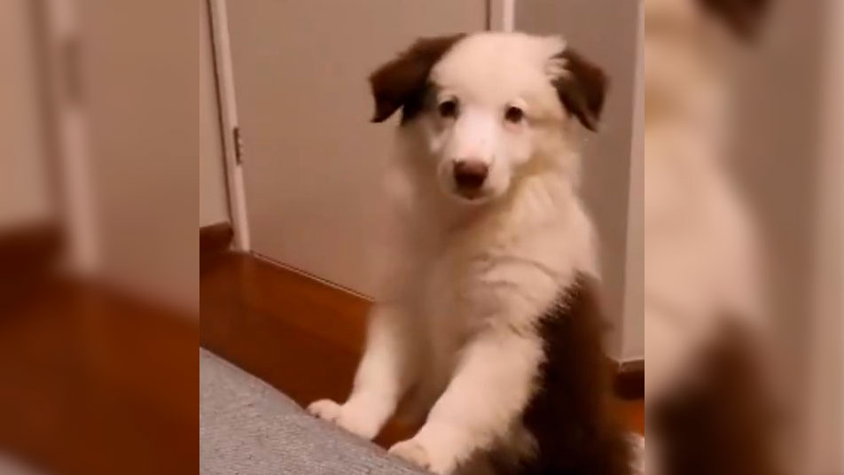 O cachorro adotado por Fernanda Paes Leme tem apenas dois meses de idade. Foto: Reprodução/Instagram 11.08.2023