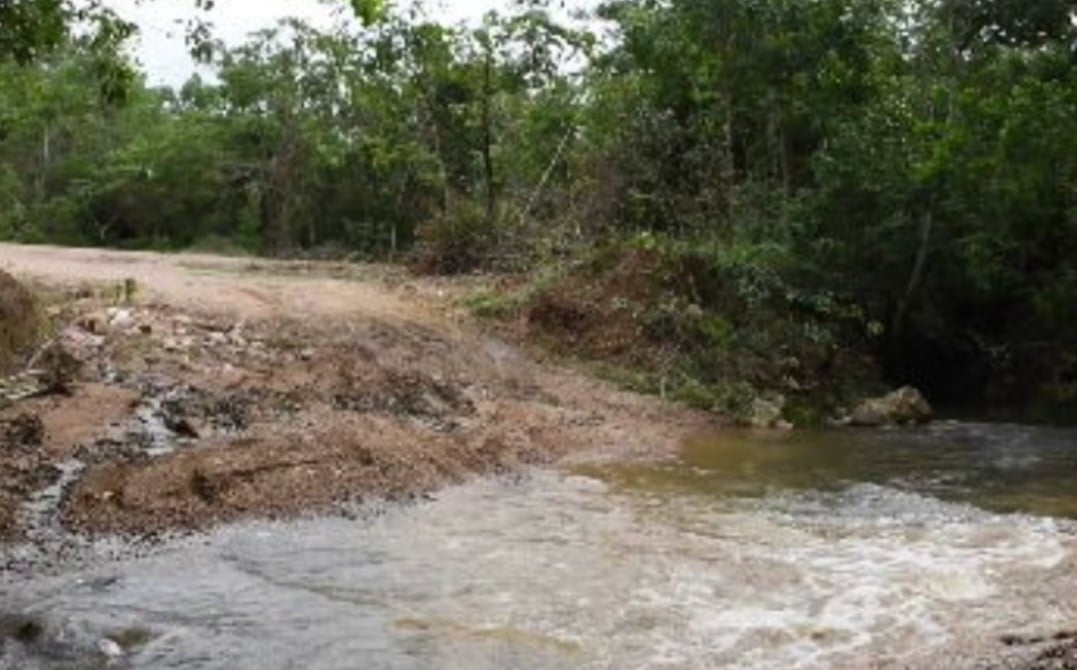 Ele se estabelece em ambientes úmidos, perto de córregos e riachos que cortam o cerrado. Reprodução: Flipar