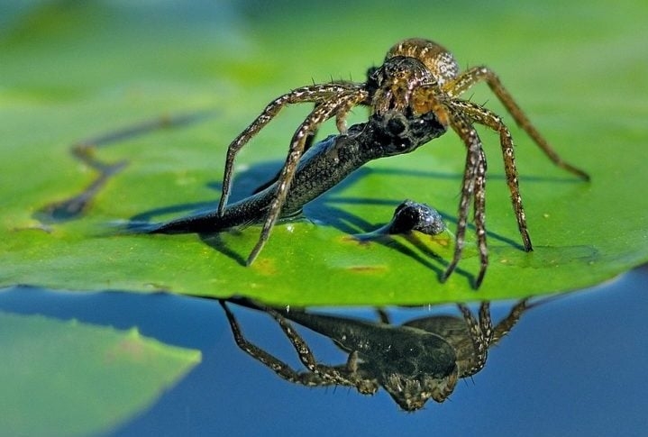 Aranha-de-água (Argyroneta aquatica): Essa espécie pode ser encontrada em lagos e rios da Europa, Ásia e América do Norte. A aranha-de-água é capaz de construir um casulo de seda na água, onde coloca seus ovos e vive. Reprodução: Flipar