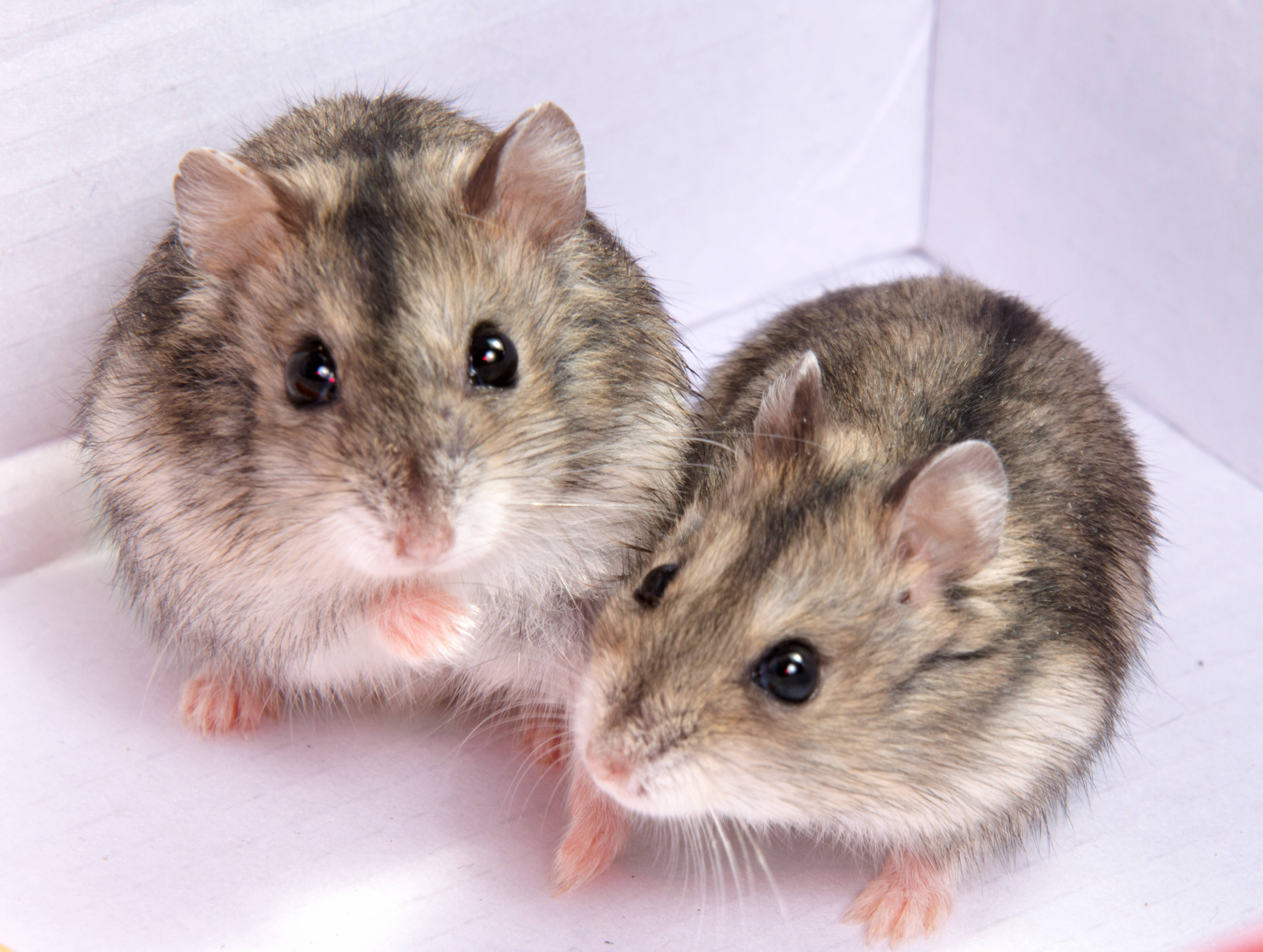 Hamsters são alguns dos pets mais indicados para apartamento. Foto: shutterstock 