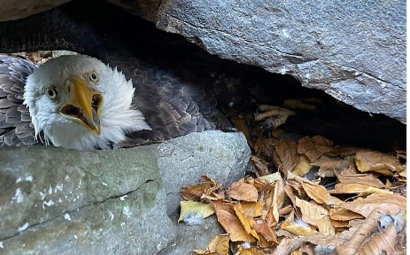 Um alpinista americano chamado Kelston salvou um casal de águias  no Parque Estadual Susquehanna Riverlands, no estado da Pensilvânia. Ele fazia uma expedição quando percebeu o problema.
 Reprodução: Flipar