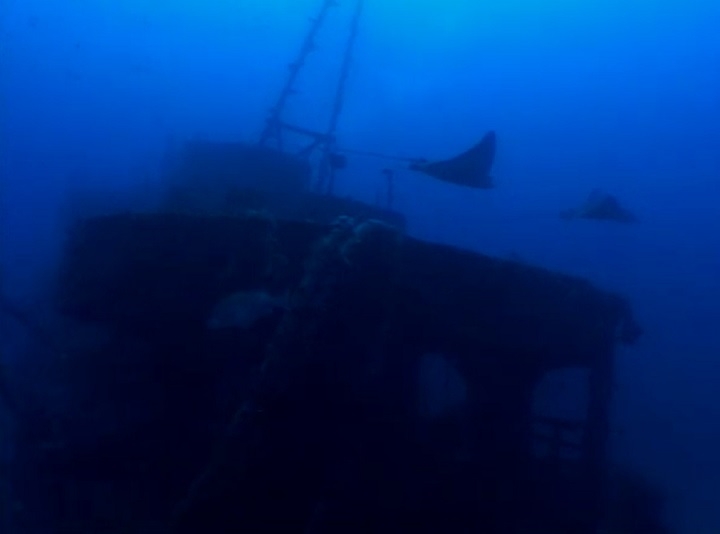 Outro navio dos mais visitados é o Corveta Ipiranga, que naufragou em Fernando de Noronha em 1983. Seus destroços estão numa profundidade aproximada de 62 metros. Reprodução: Flipar