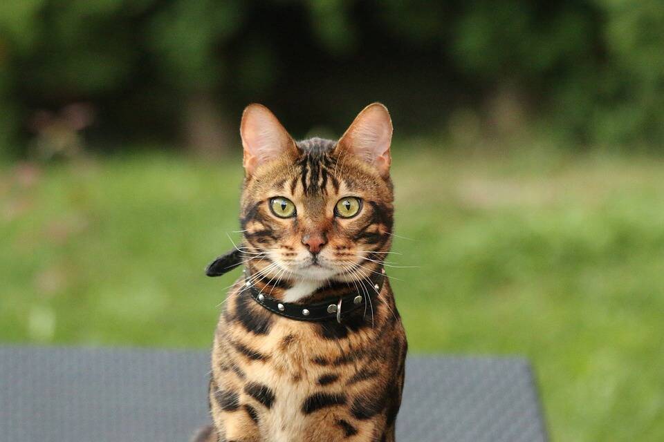 O gato de bengala recebeu esse nome devido ao nome cientifico do  gato leopardo asiático. . Foto: Pixabay