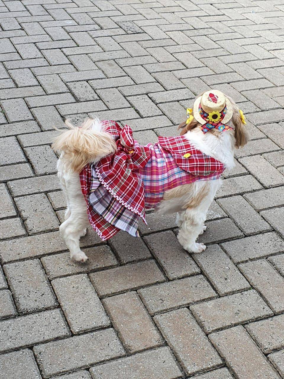 Coleção de festa junina exclusiva para pets inclui camisa e vestido xadrez, além de um chapéu de palha personalizado. Foto: Divulgação/fashionpuppiesoficial