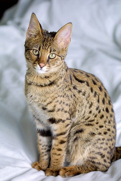 Savannah - Nasceu do cruzamento de gato doméstico com serval, típico das savanas. Tem habilidade para saltar. É alto e elegante. Pelagem exótica. Brincalhão, mas pode atacar aves pequenas, pelo instinto selvagem. Vive até 20 anos.  Reprodução: Flipar
