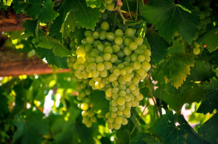As uvas tradicionalmente usadas na produção de champanhe são Chardonnay, Pinot Noir e Pinot Meunier.  Reprodução: Flipar