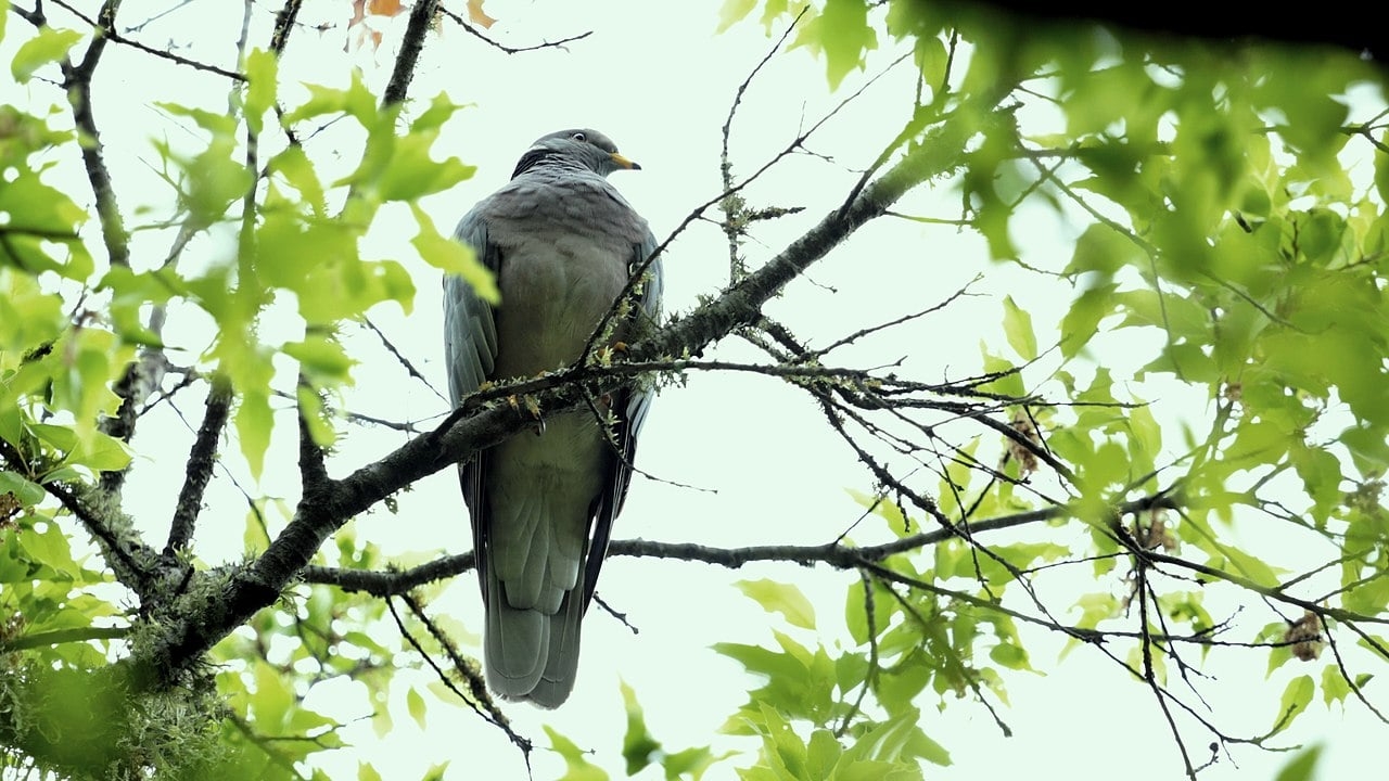 O portal do parque exalta a biodiversidade informando que a área tem 52 espécies de flora e fauna nativas com risco de extinção, o que exige responsabilidade no trato com a natureza. Reprodução: Flipar