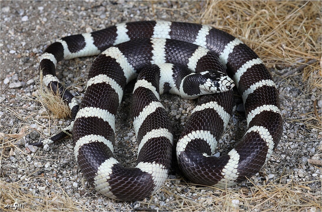 A cobra é da espécie California kingsnake (Lampropeltis californiae) .É uma serpente não peçonhenta nativa do oeste dos EUA, especialmente da Califórnia. Reprodução: Flipar