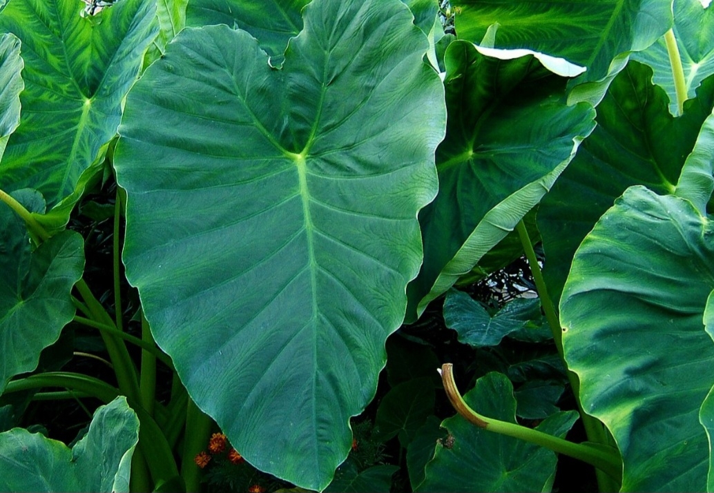 A Colocasia (Colocasia esculenta) possui grandes folhas brilhantes em formato de coração, tornando-a uma das plantas mais adoradas por quem aprecia folhagens exuberantes. Originária do Sudeste Asiático, ela é cultivada em regiões tropicais e subtropicais, especialmente em jardins aquáticos.
 Reprodução: Flipar